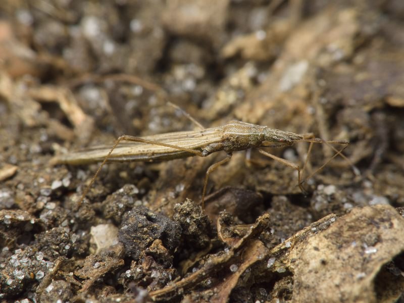 Berytinus (Berytinus) clavipes (Fabricius, 1775)